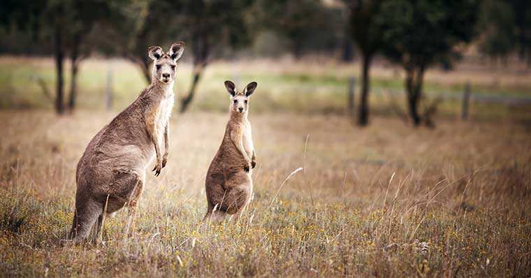 Kangaroos looking at the camera