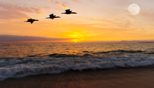 Birds flying with a sunset in background 