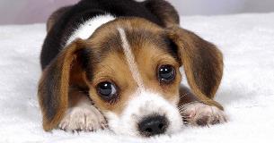 puppy puppy