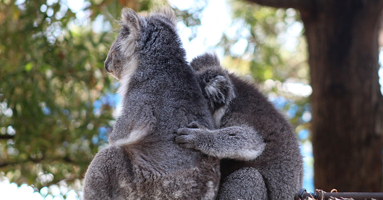 Two koalas hugging